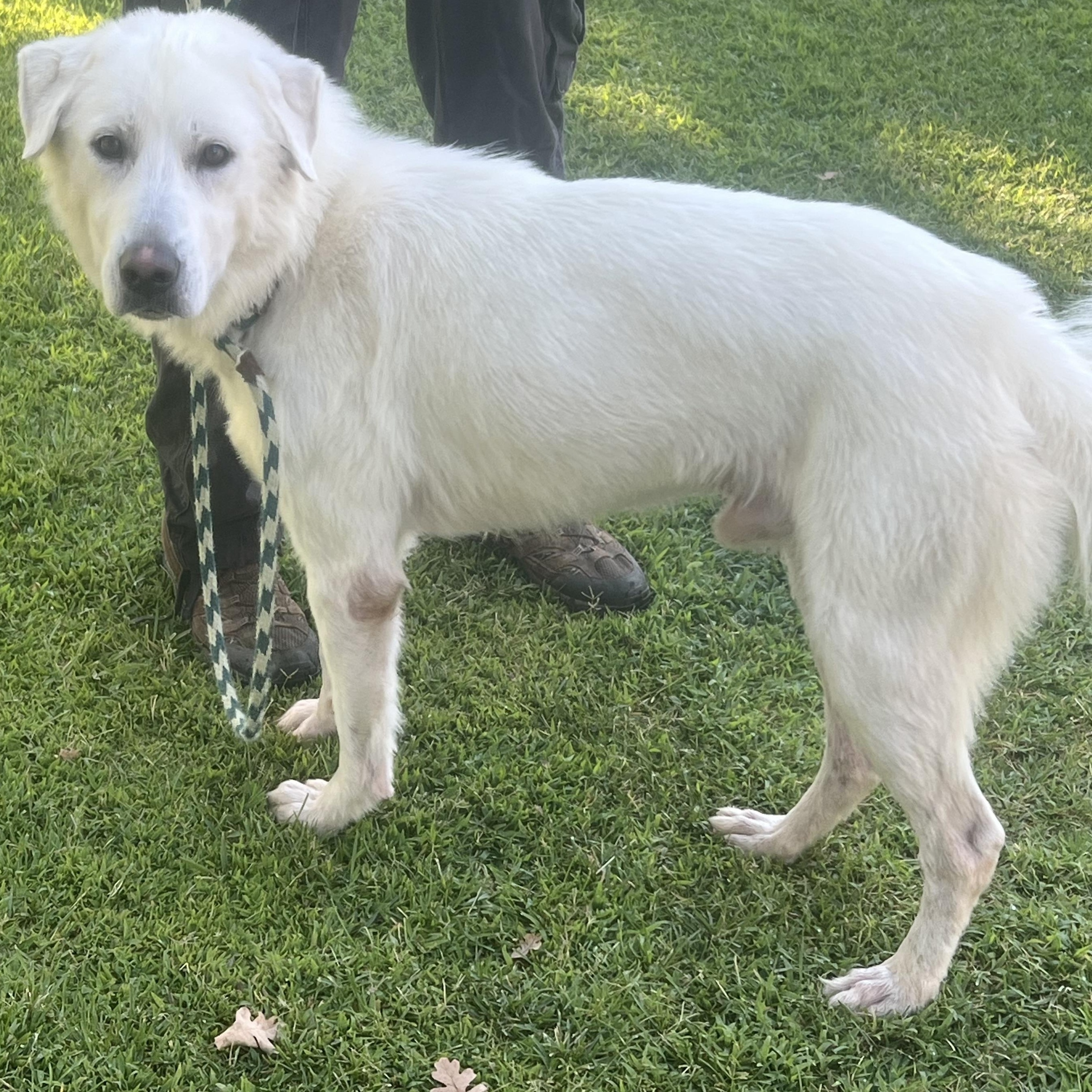 Stanley, a ADOPTABLE mixed breed in Granite Bay, CA image 2/4