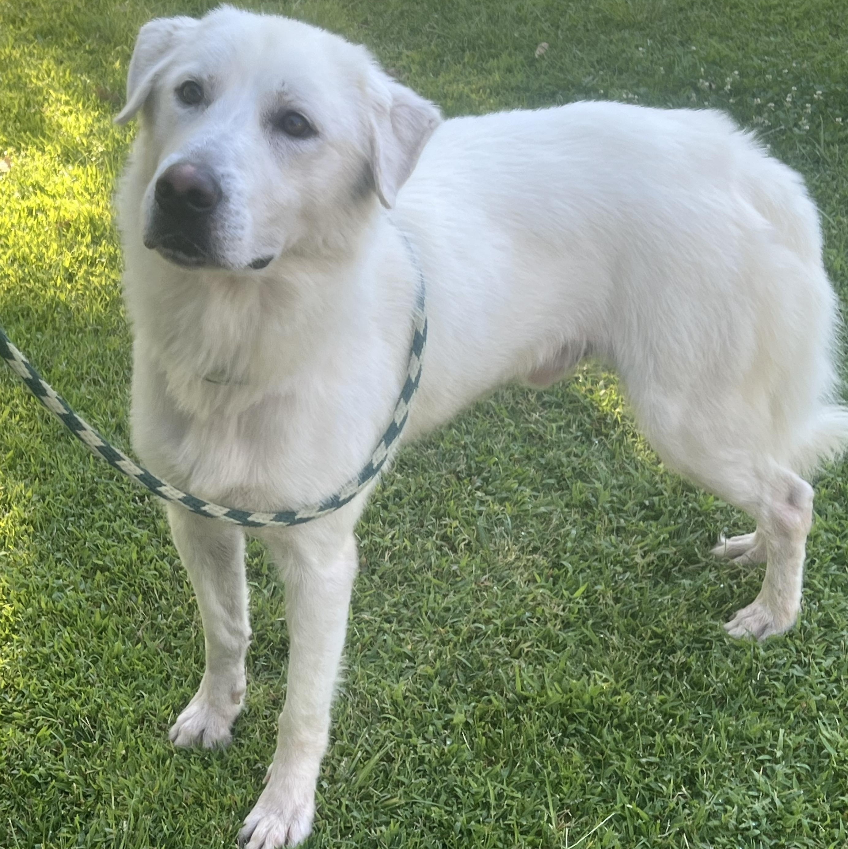 Stanley, a ADOPTABLE mixed breed in Granite Bay, CA image 3/4