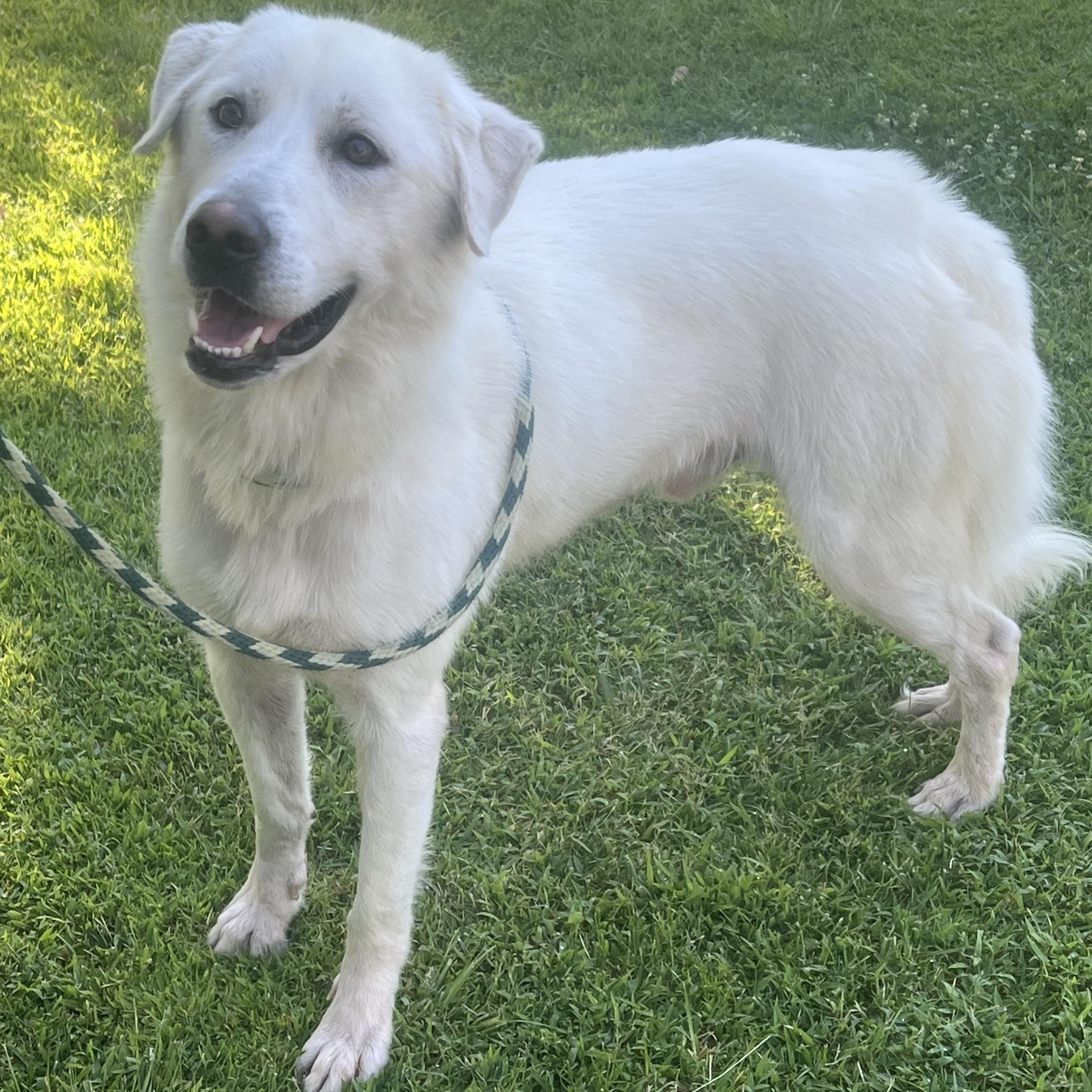 Stanley, a ADOPTABLE mixed breed in Granite Bay, CA image 1/4