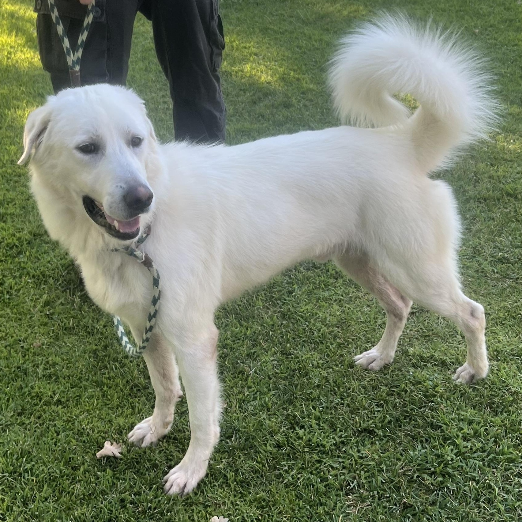 Stanley, a ADOPTABLE mixed breed in Granite Bay, CA image 4/4