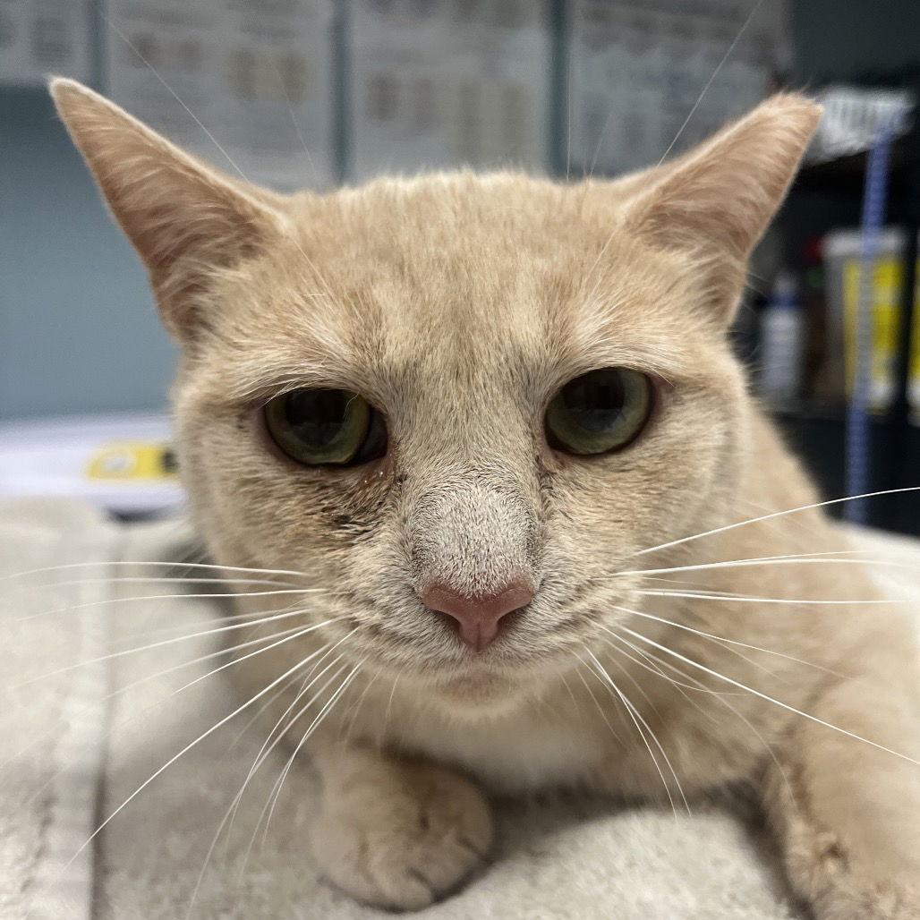 Sugar, Adoptable, Young Female Domestic Short Hair.