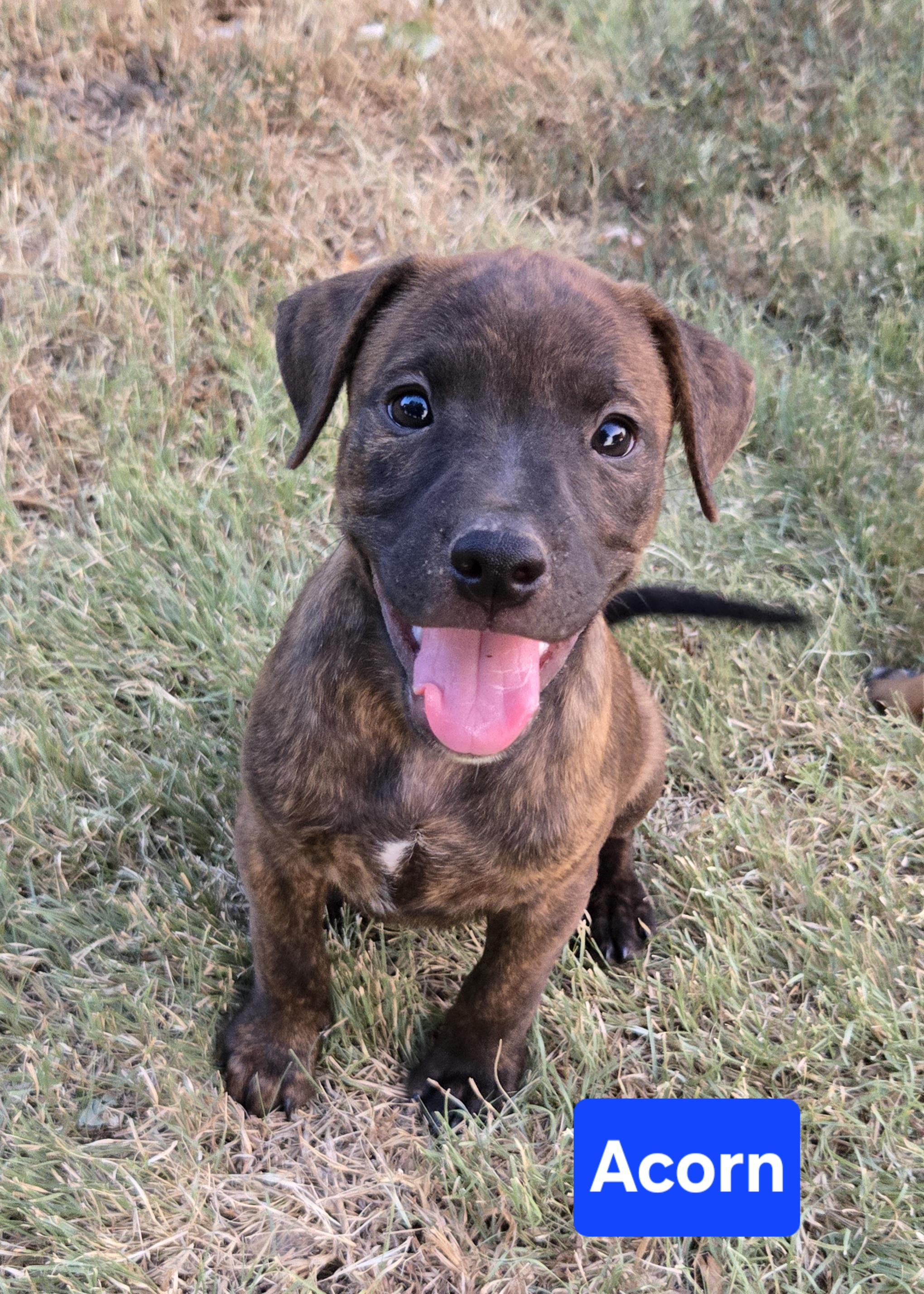 Acorn, adopted, Puppy Male Pit Bull Terrier.
