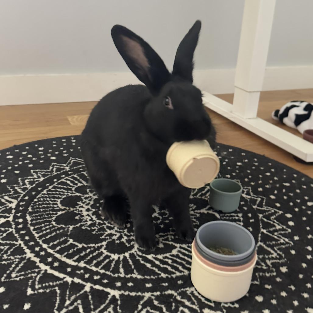 Sisi, Adoptable, Adult Female Bunny Rabbit.