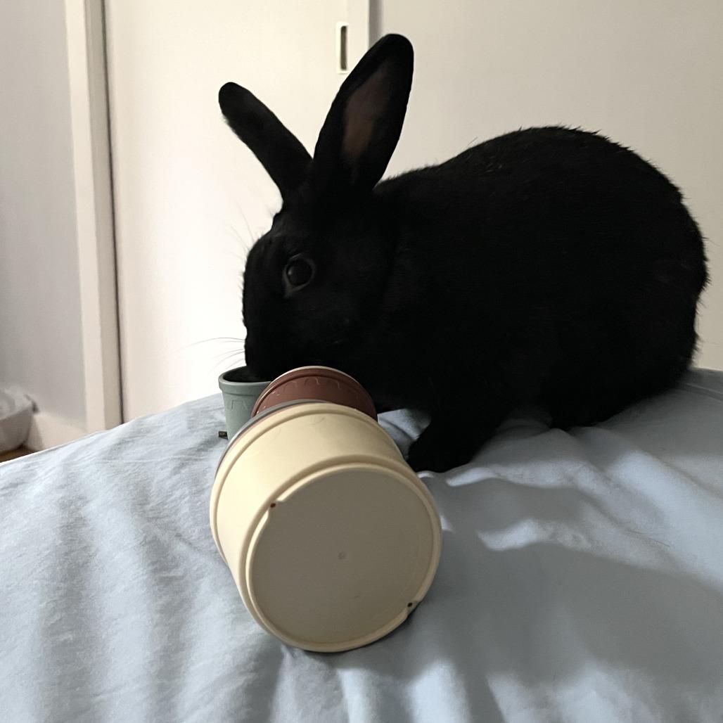 Enlarge Sisi, a Adoptable Bunny Rabbit in Richmond, CA image 2/6