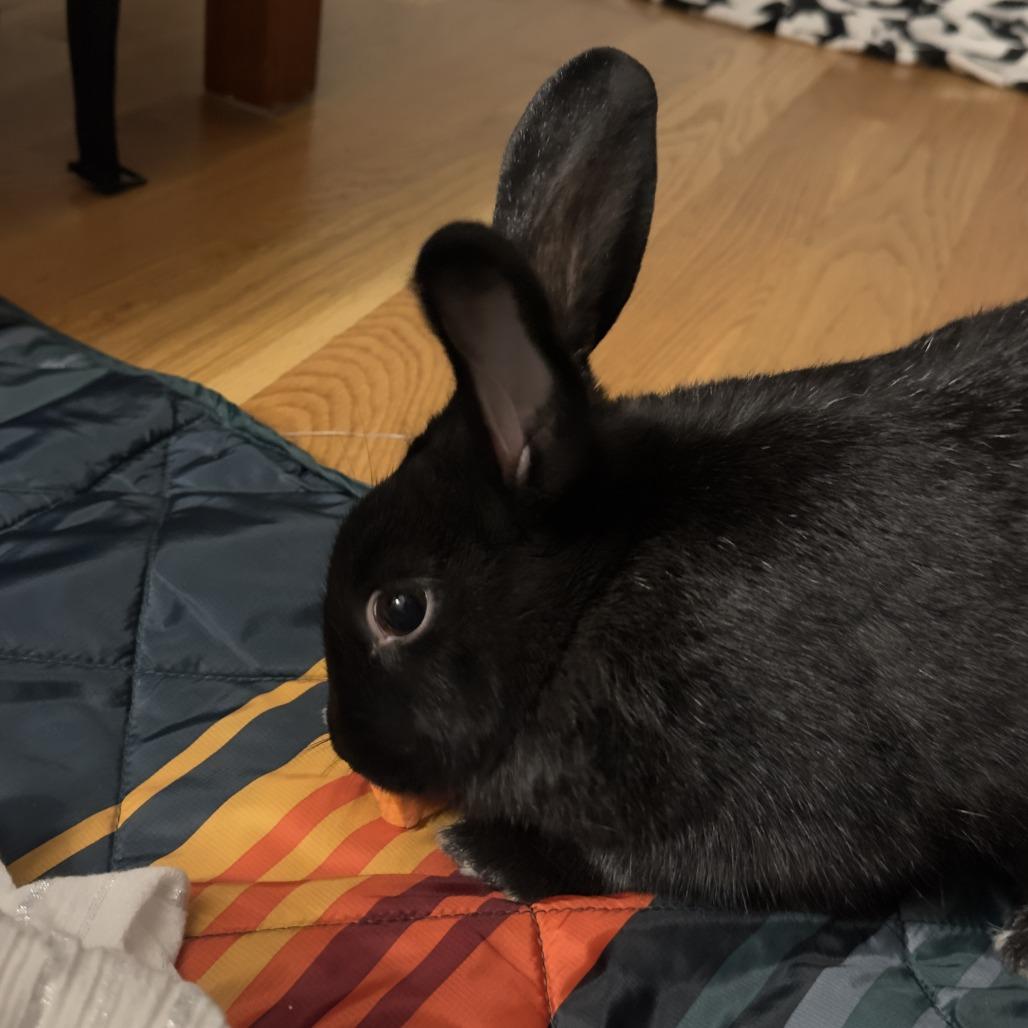 Enlarge Sisi, a Adoptable Bunny Rabbit in Richmond, CA image 3/6