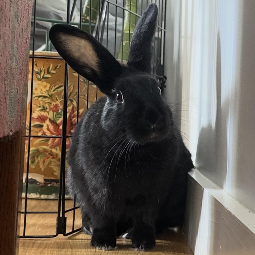 Enlarge Sisi, a Adoptable Bunny Rabbit in Richmond, CA image 4/6