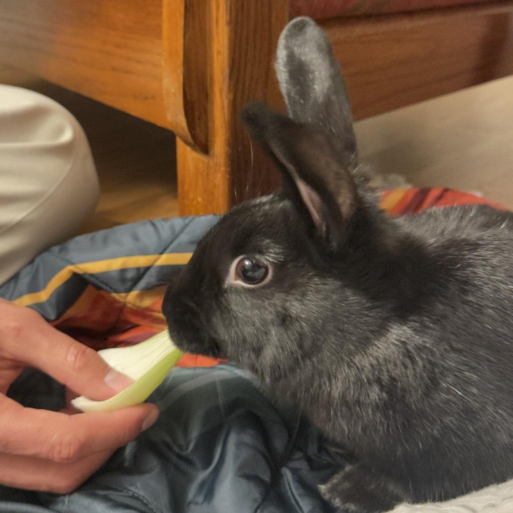 Enlarge Sisi, a Adoptable Bunny Rabbit in Richmond, CA image 5/6