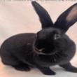 Enlarge Sisi, a Adoptable Bunny Rabbit in Richmond, CA image 6/6