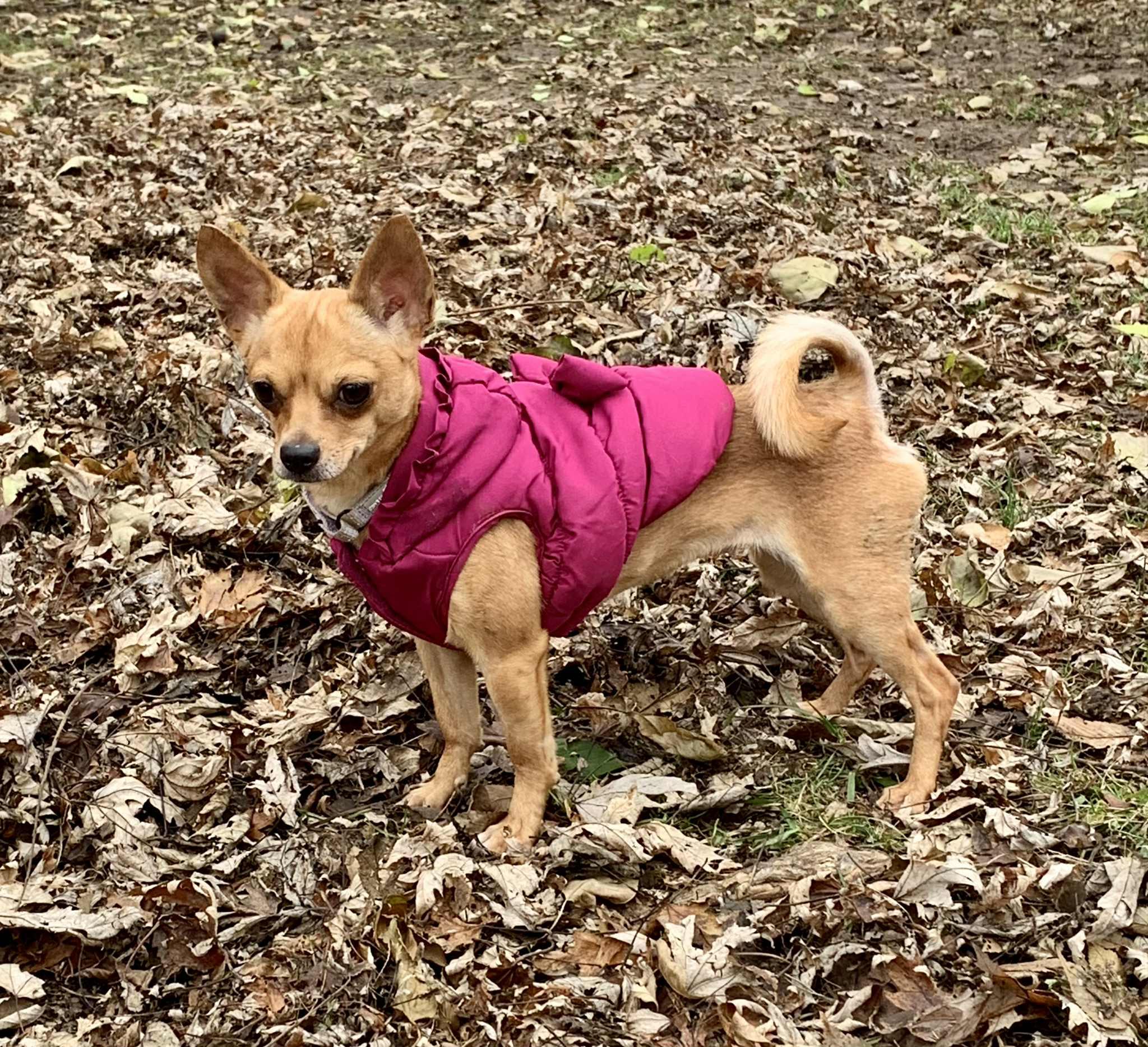 Tallulah, a ADOPTABLE mixed breed in Dayton, OH image 3/6