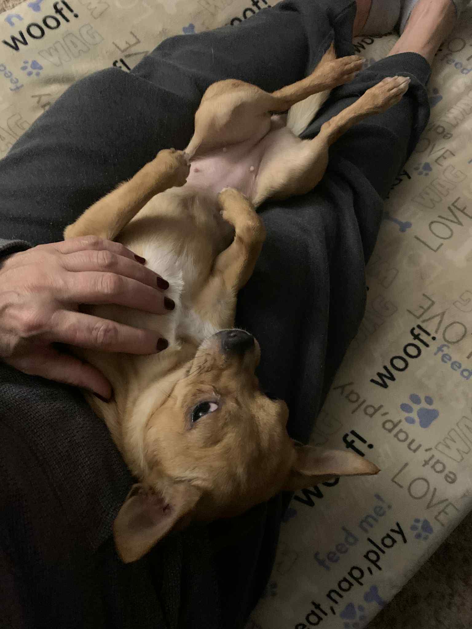 Tallulah, a ADOPTABLE mixed breed in Dayton, OH image 5/6