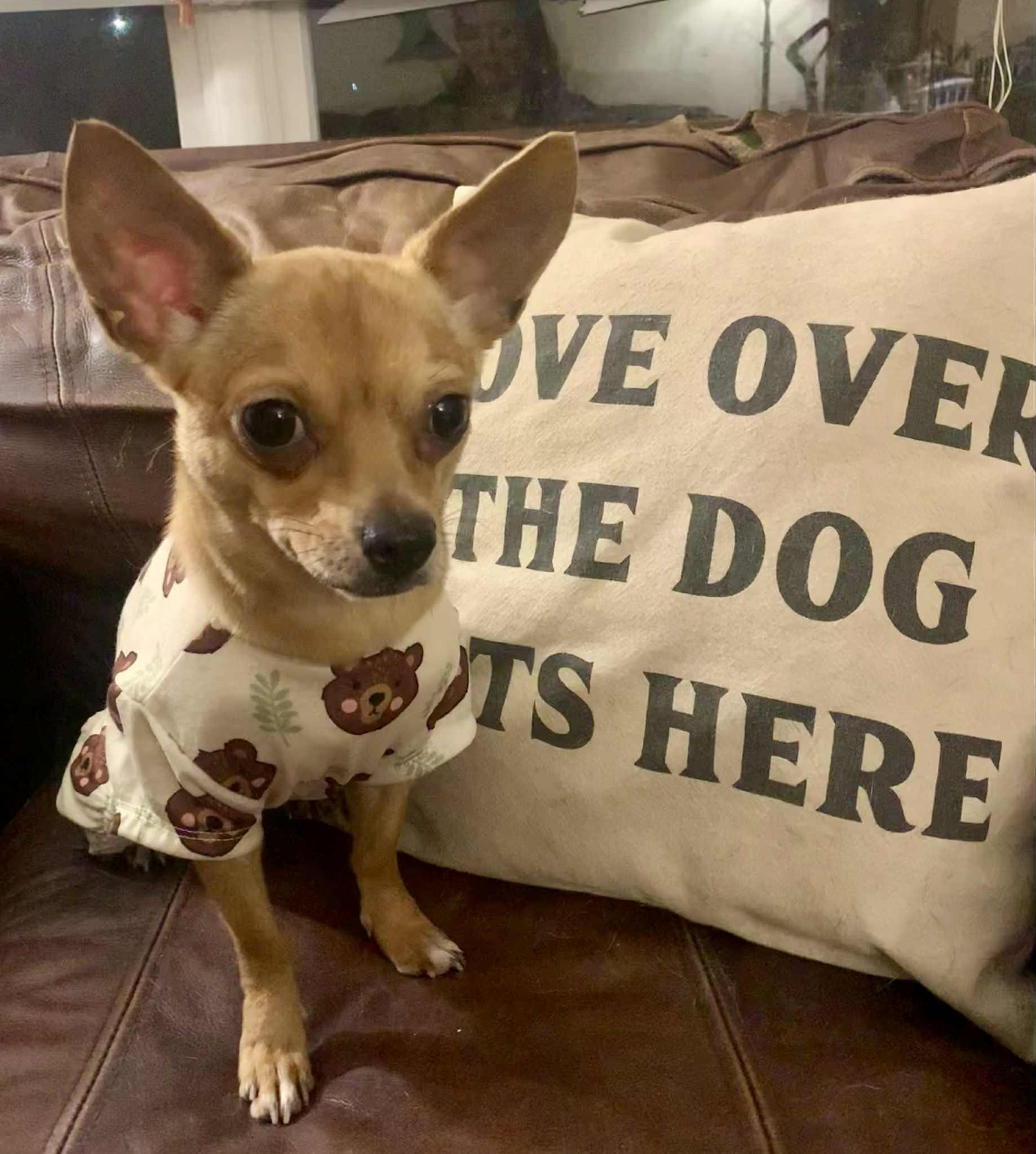 Tallulah, ADOPTABLE, Adult Female Chihuahua.