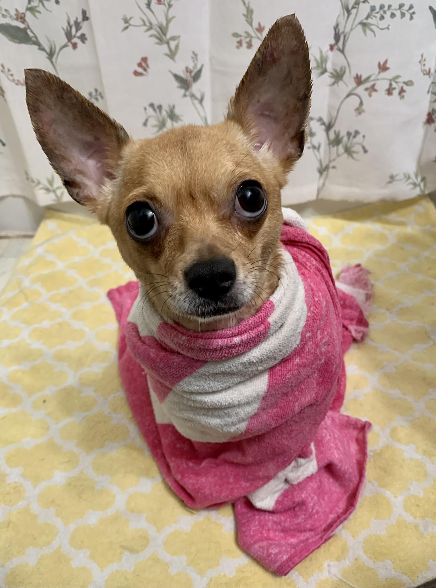 Enlarge Tallulah, an adoptable mixed breed in Dayton, OH image 3/6