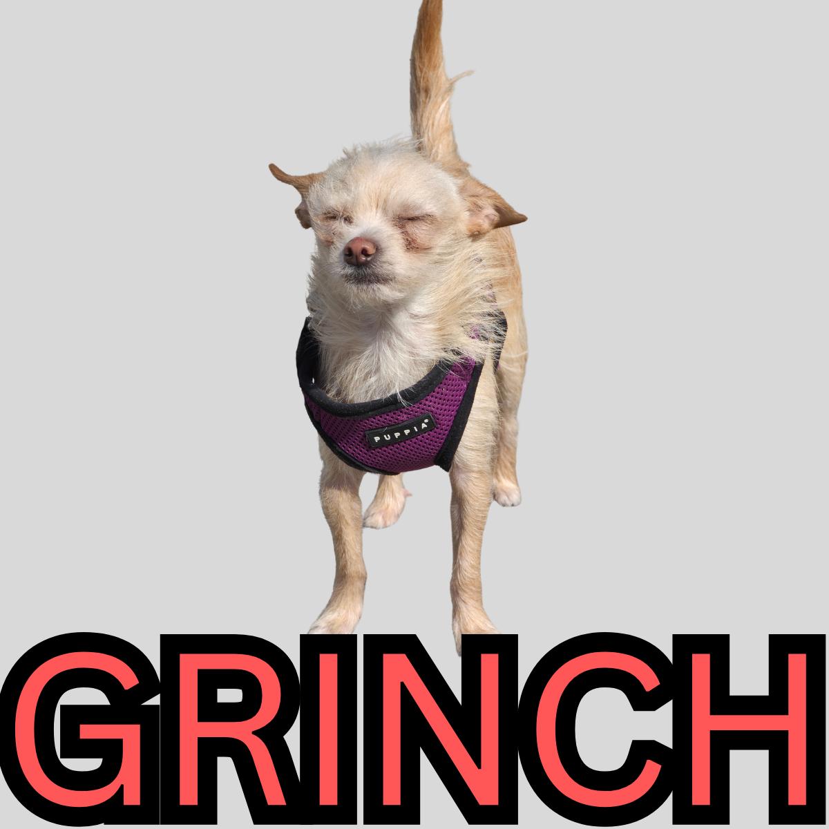 Grinch, ADOPTABLE, Adult Male Chihuahua.
