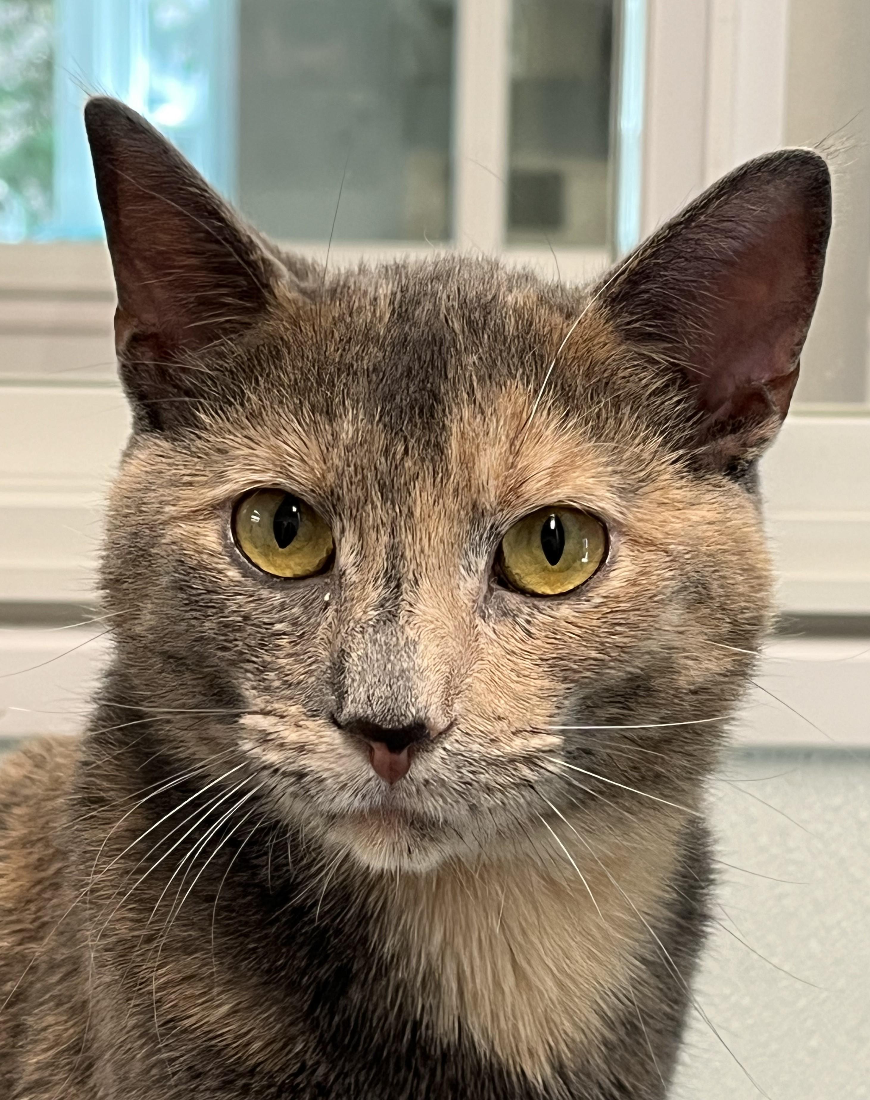 Enlarge Amara, an adopted Domestic Short Hair in Harrison, NY image 1/5