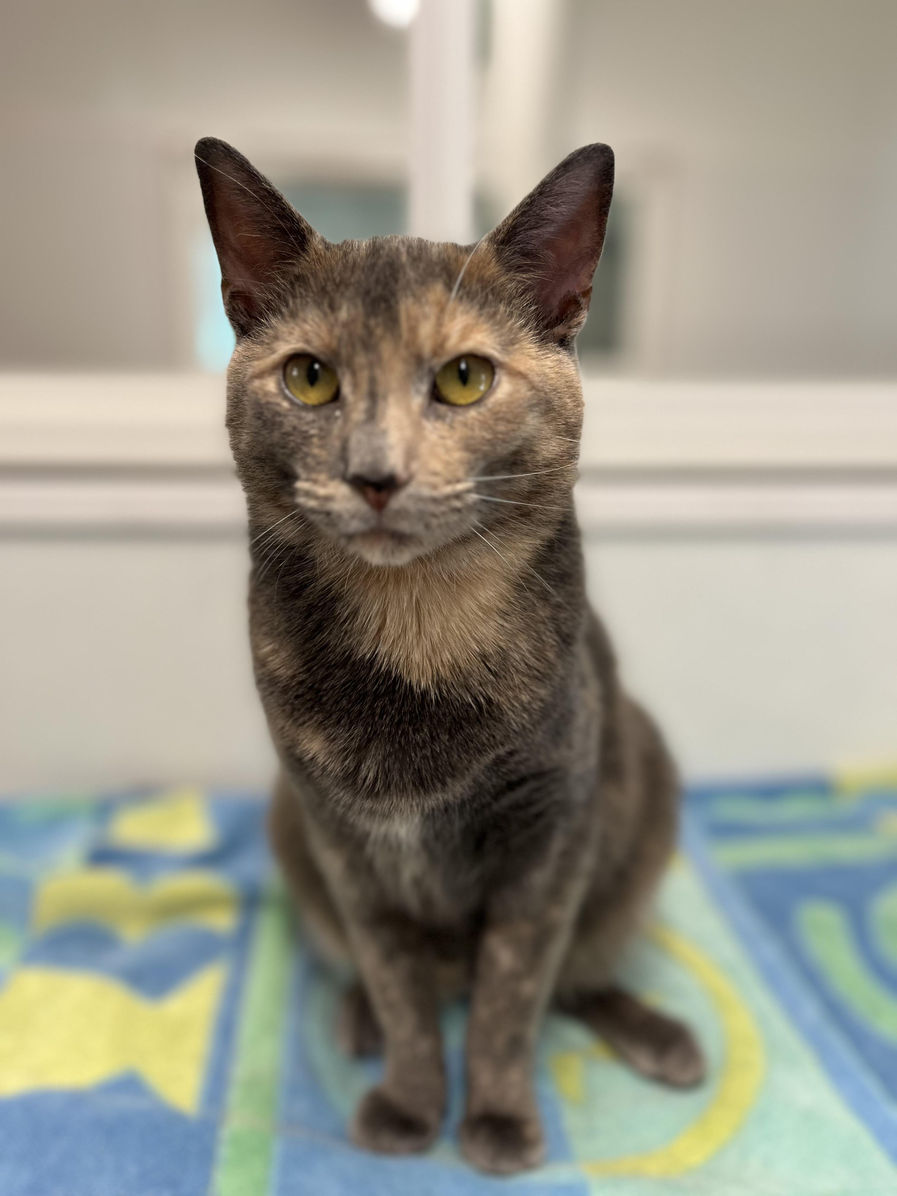 Enlarge Amara, an adopted Domestic Short Hair in Harrison, NY image 4/5