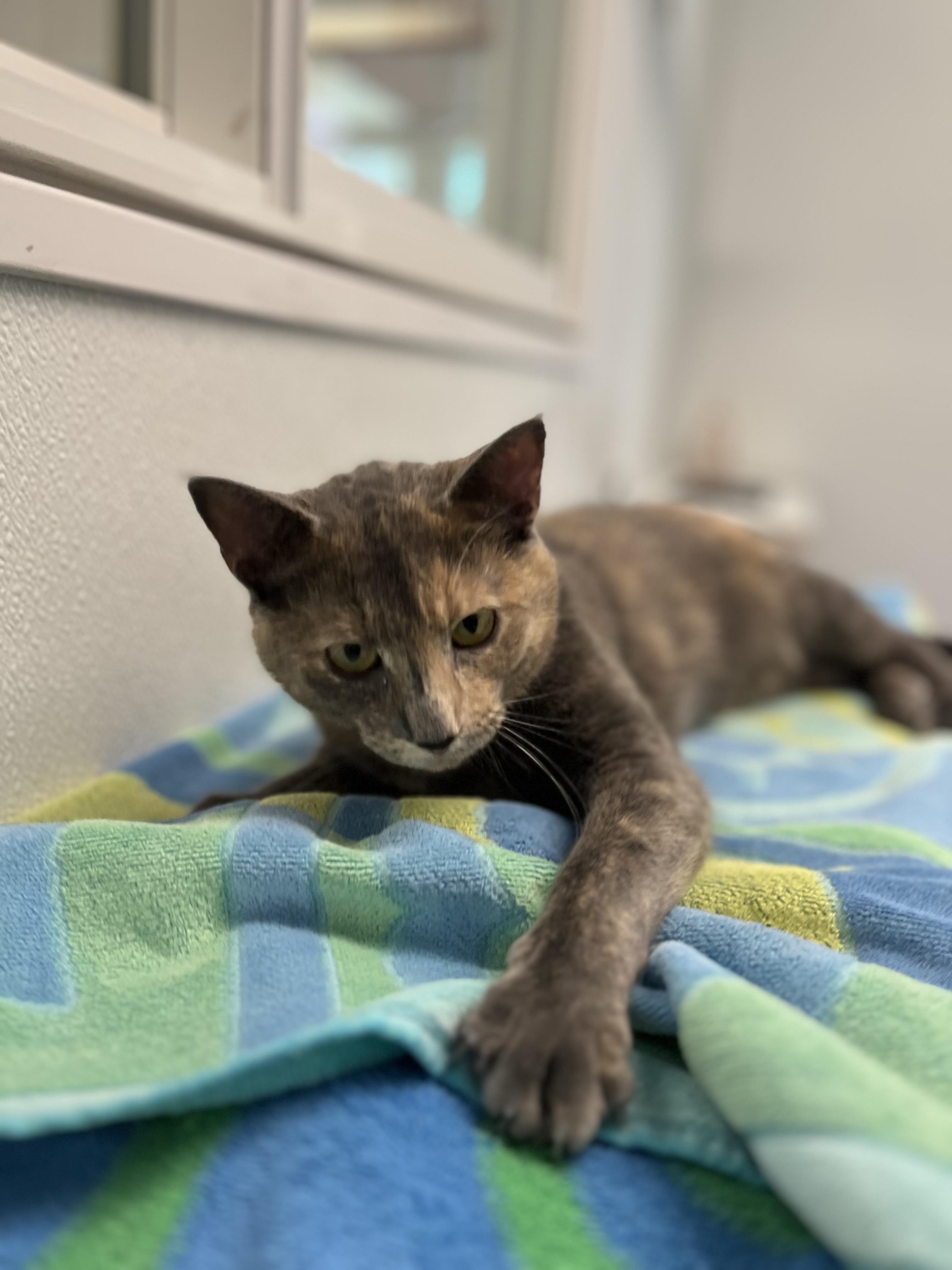 Enlarge Amara, an adopted Domestic Short Hair in Harrison, NY image 3/5