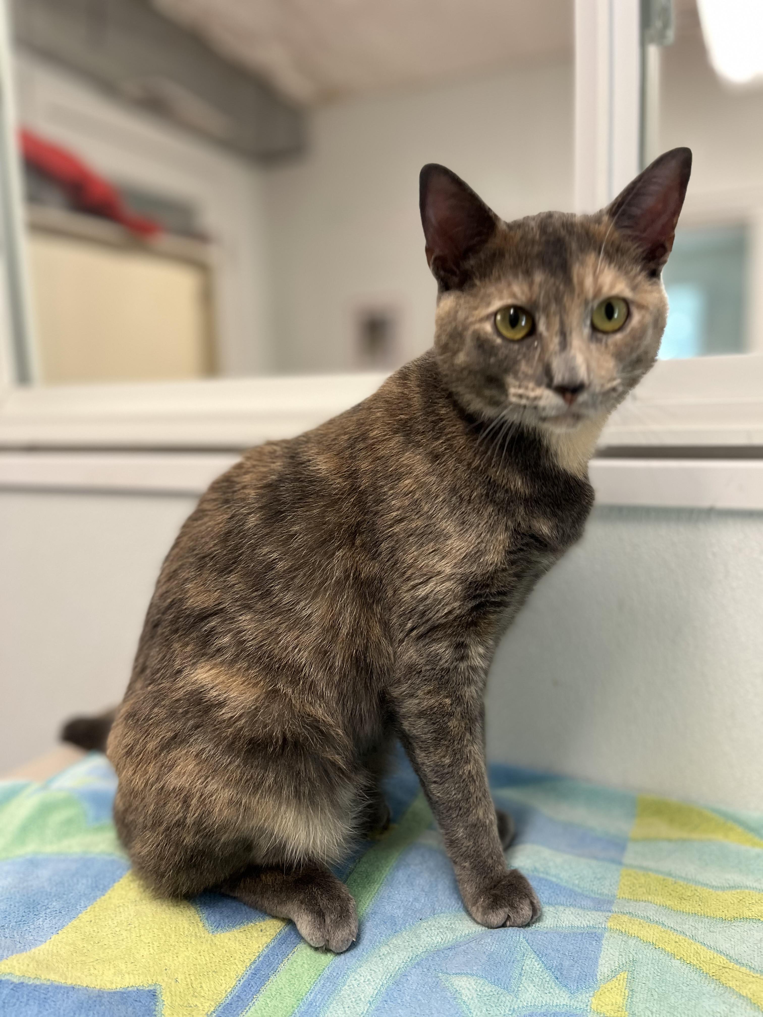 Enlarge Amara, an adopted Domestic Short Hair in Harrison, NY image 2/5