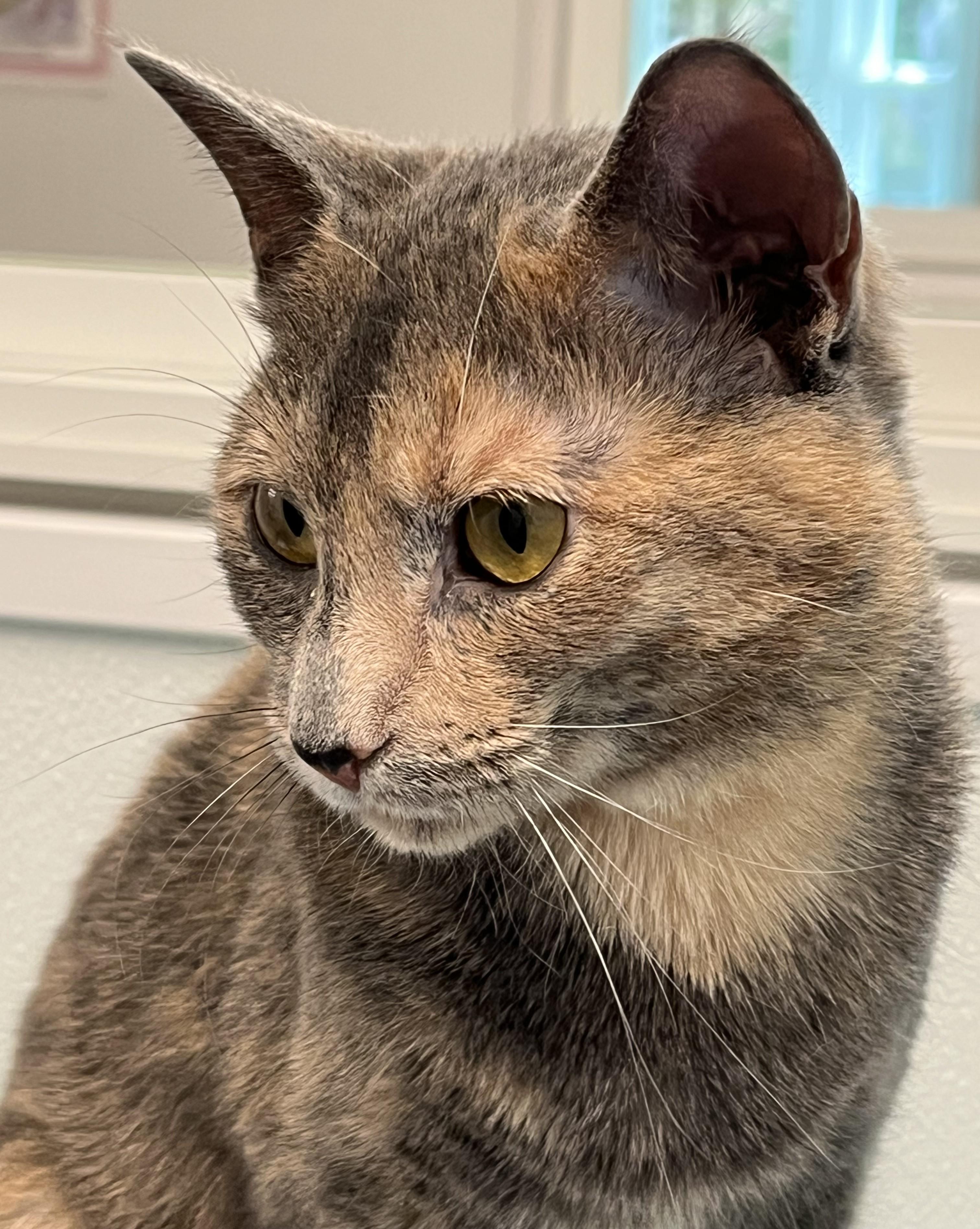 Enlarge Amara, an adopted Domestic Short Hair in Harrison, NY image 5/5