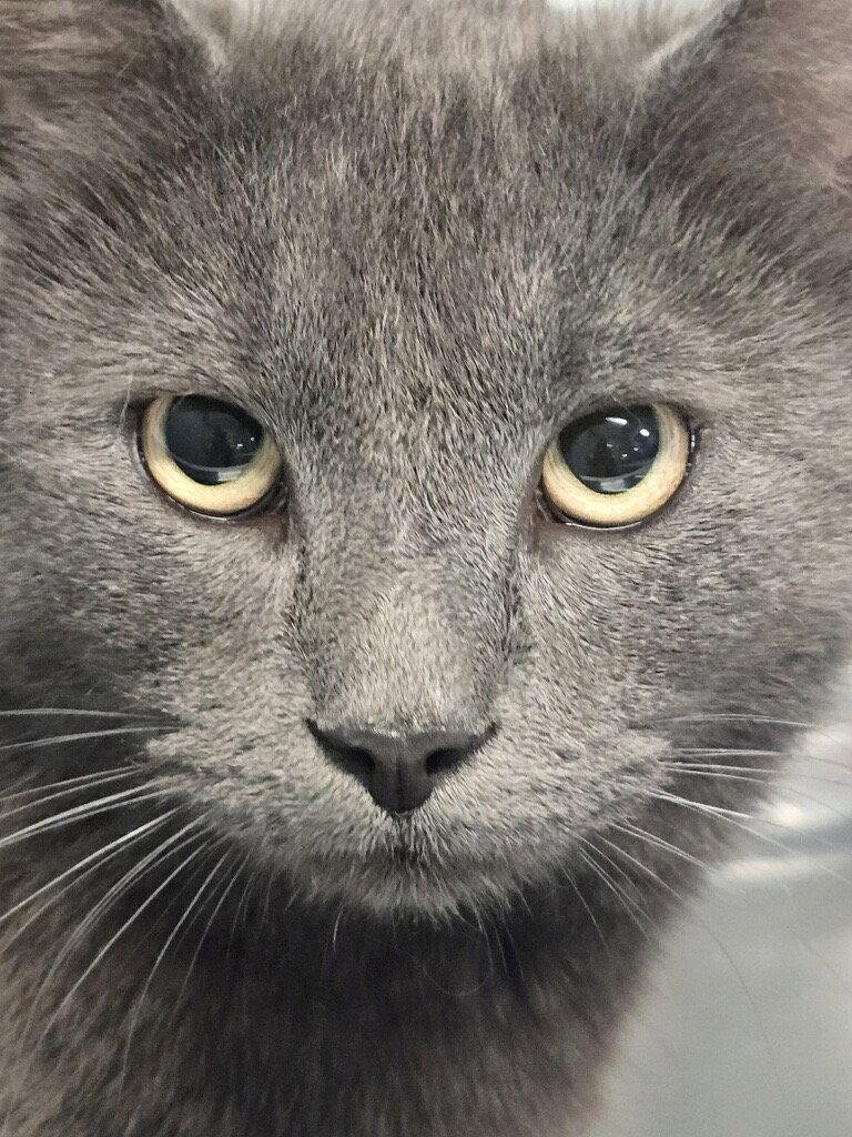 Mr. McFeely, Adoptable, Adult Male Domestic Short Hair & Russian Blue.