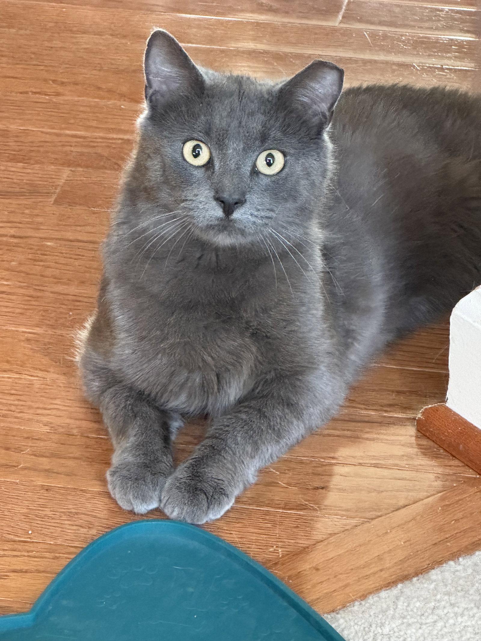 Enlarge Mr. McFeely, a Adoptable mixed breed in Ellicott City, MD image 2/3