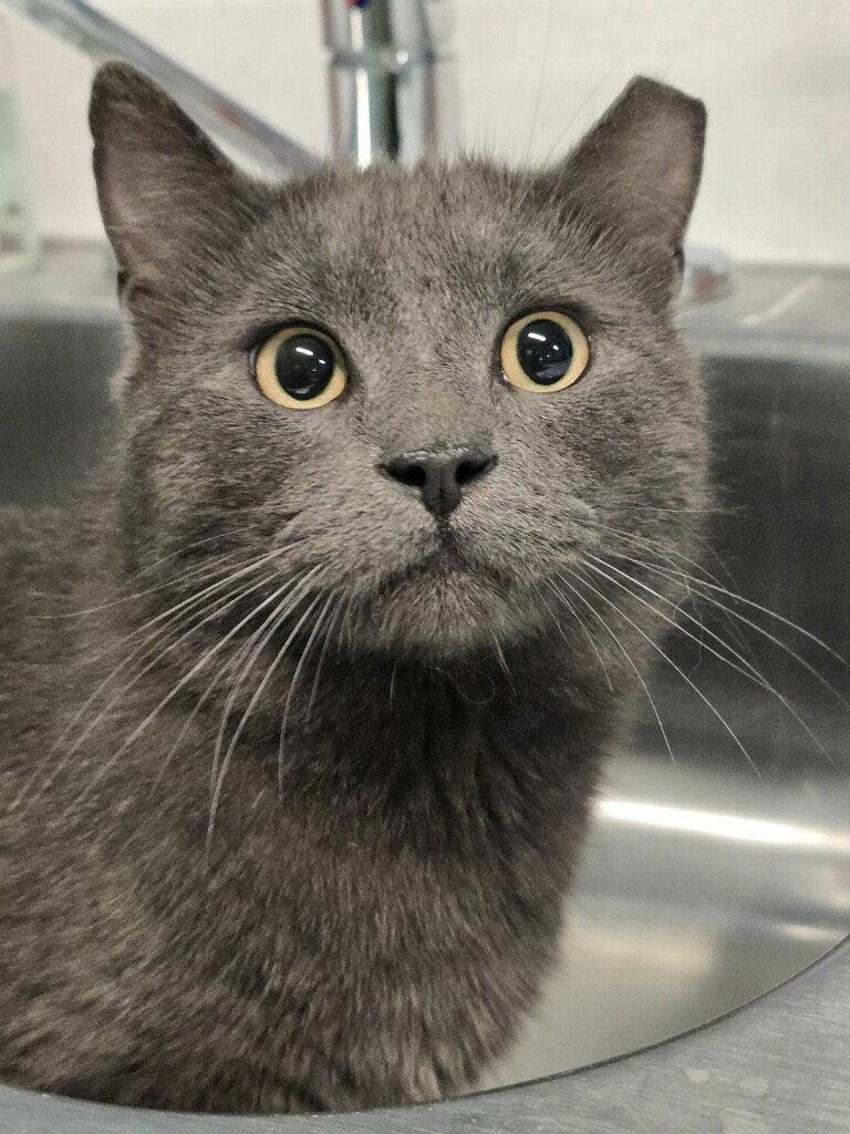 Enlarge Mr. McFeely, a Adoptable mixed breed in Ellicott City, MD image 3/3