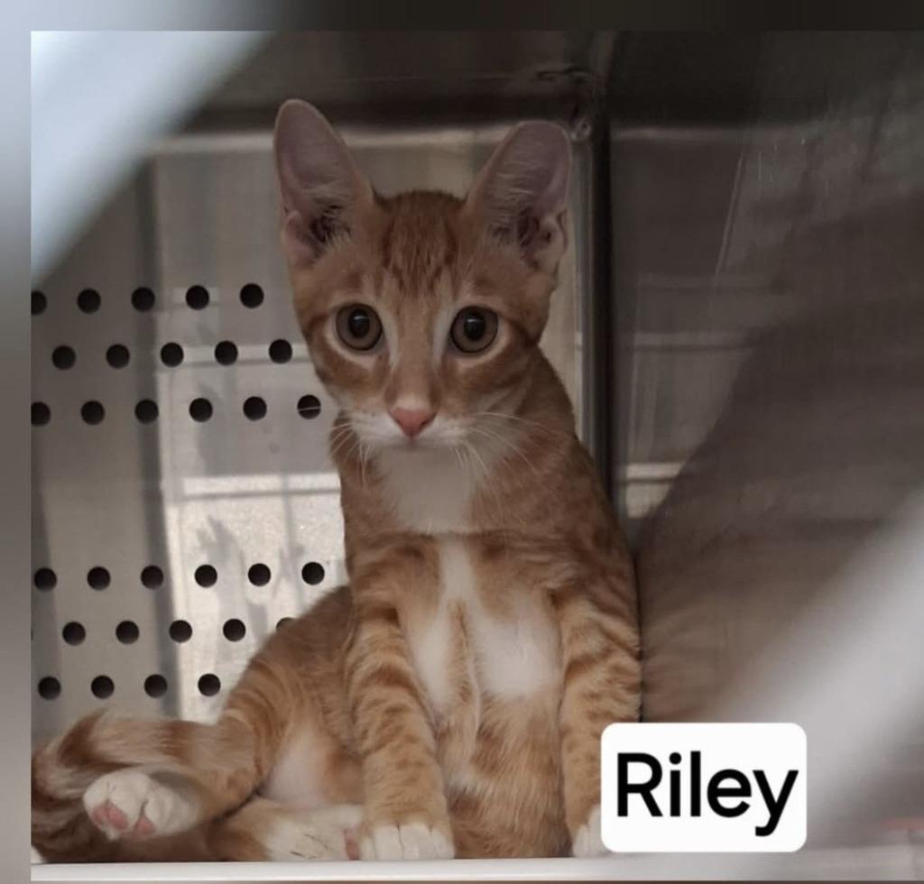Riley, Adoptable, Kitten Male Domestic Short Hair.