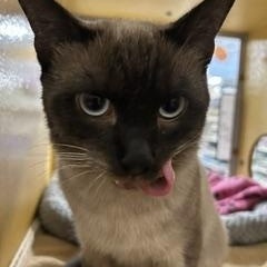 Enlarge Yoshi, an adopted Siamese in Phoenix, AZ image 3/3
