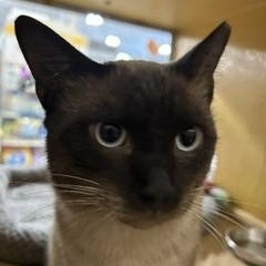 Yoshi, adopted, Adult Male Siamese.