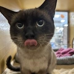 Enlarge Yoshi, an adopted Siamese in Phoenix, AZ image 2/3