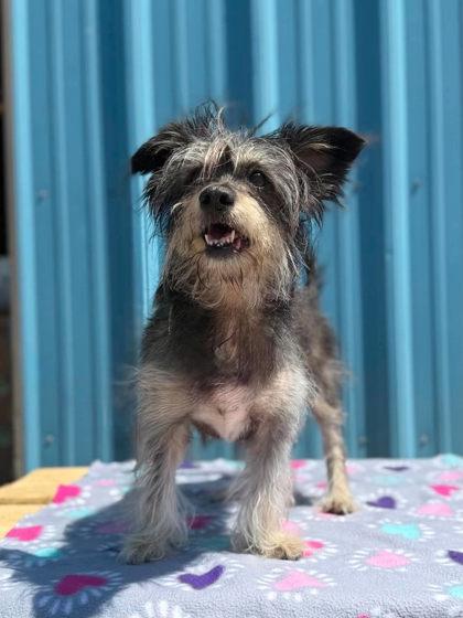 Marlee, Adoptable, Adult Female Terrier & Mixed Breed.