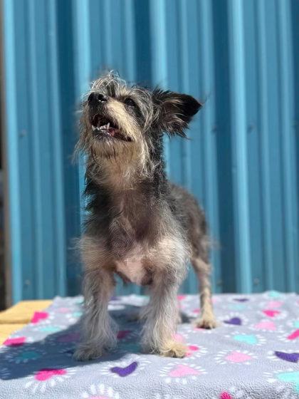 Enlarge Marlee, a Adoptable mixed breed in Visalia, CA image 2/3
