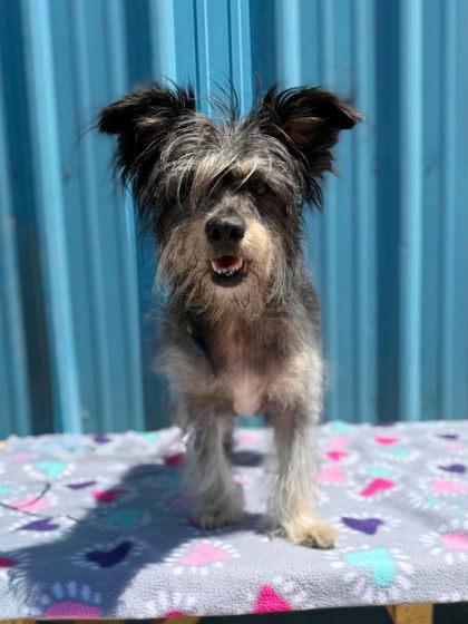 Enlarge Marlee, a Adoptable mixed breed in Visalia, CA image 3/3