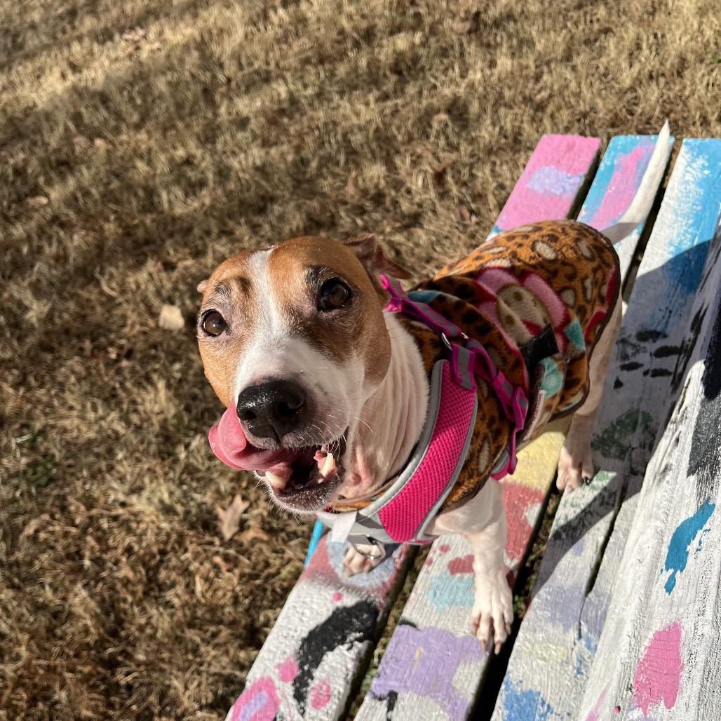 Katydid, Adoptable, Adult Female Mixed Breed.