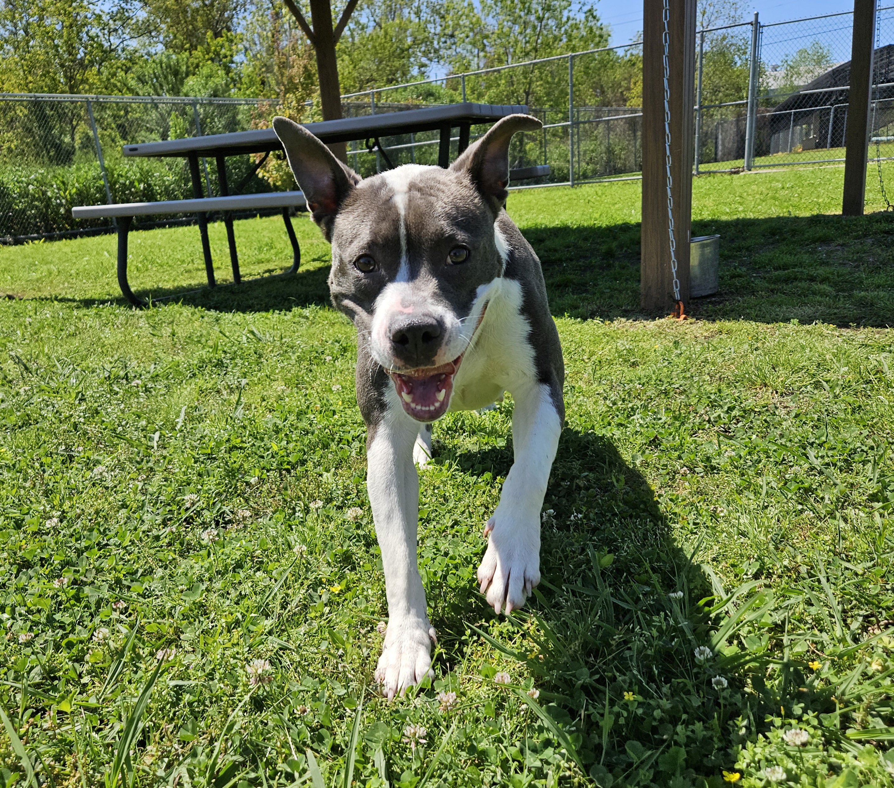 Ski Mixed Breed Dog