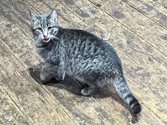 Big Gray, ADOPTABLE, Young Male Domestic Medium Hair.