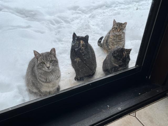 Enlarge Big Gray, a ADOPTABLE Domestic Medium Hair in Brockport, NY image 2/3