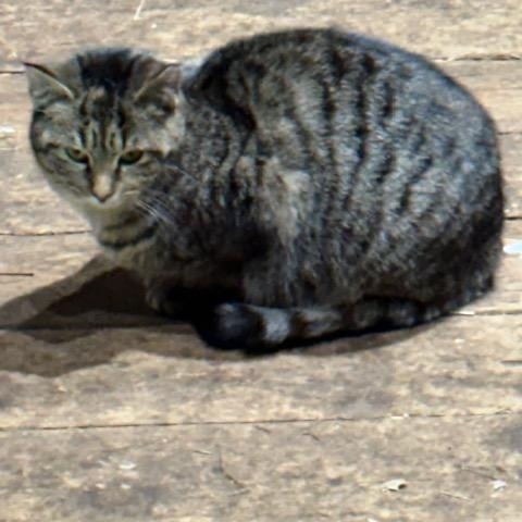 Enlarge Big Gray, a ADOPTABLE Domestic Medium Hair in Brockport, NY image 3/3