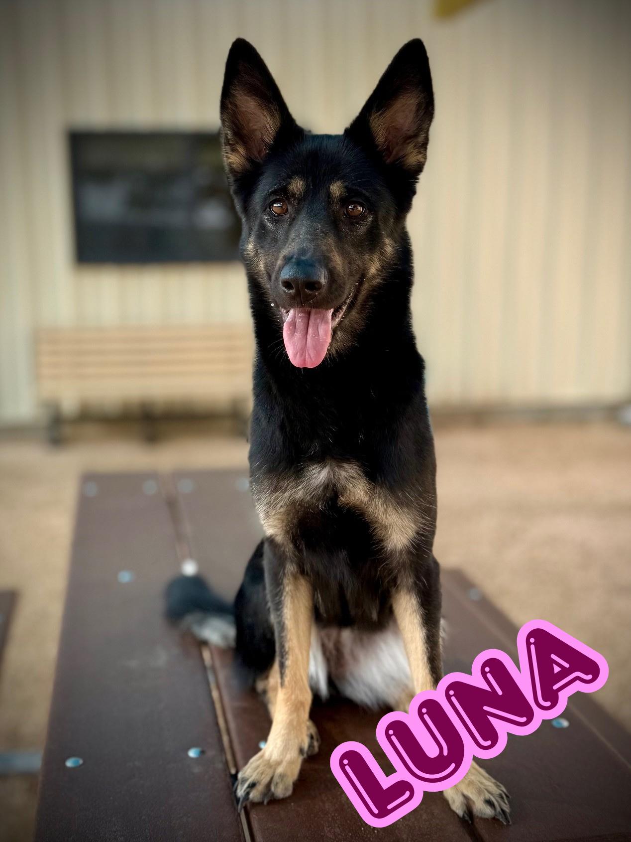 Luna, ADOPTABLE, Adult Female German Shepherd Dog.