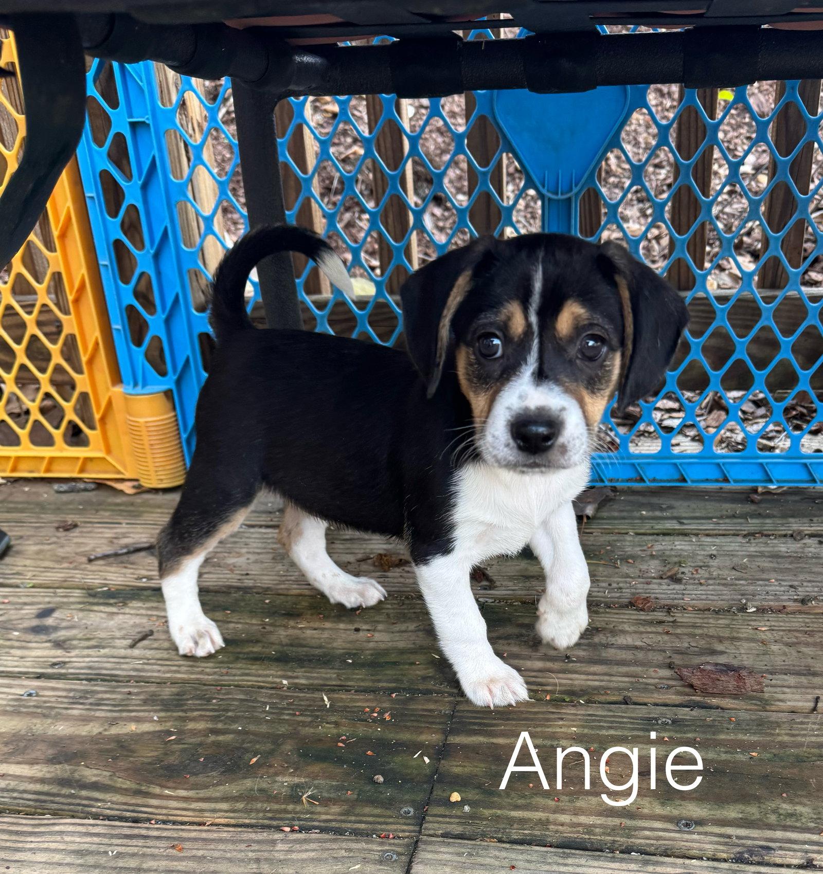 Enlarge Angie, a Adopted Beagle in Spring City, PA image 1/2
