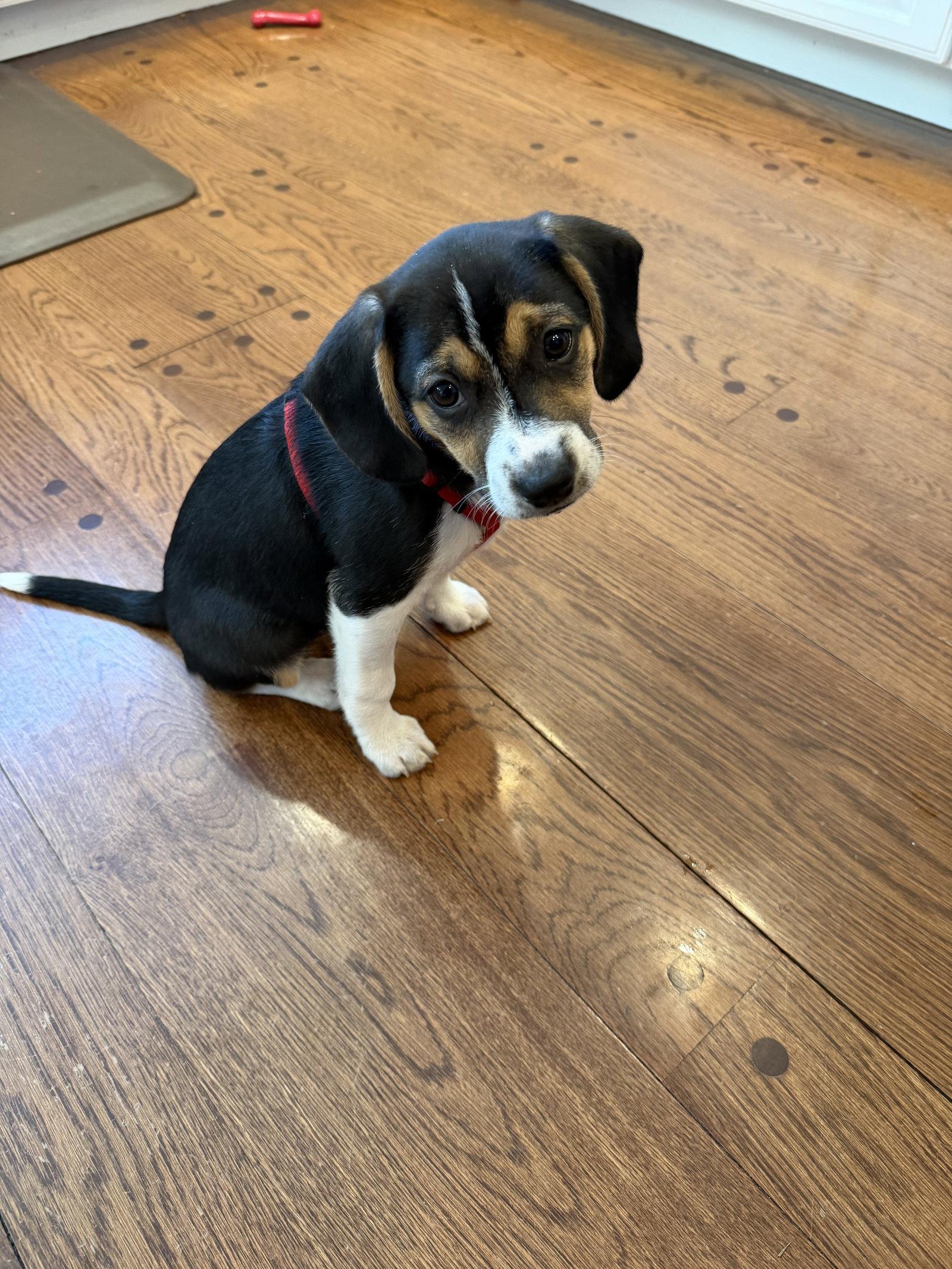 Enlarge Angie, a Adopted Beagle in Spring City, PA image 2/2