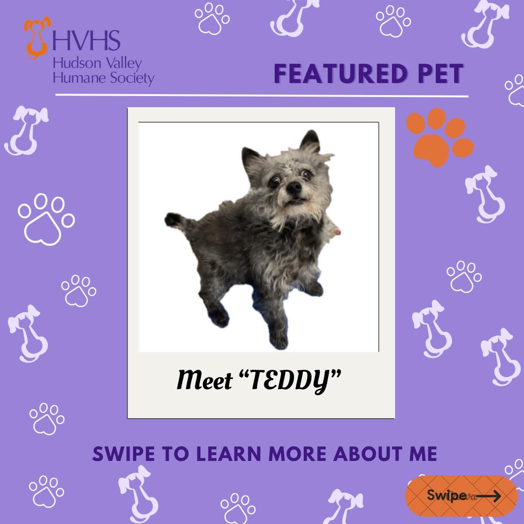 TEDDY, Adoptable, Adult Male Chihuahua.