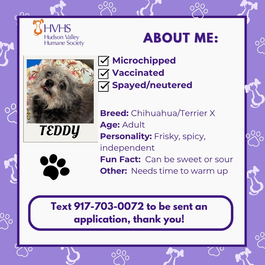 Enlarge TEDDY, a Adoptable mixed breed in Pomona, NY image 2/2