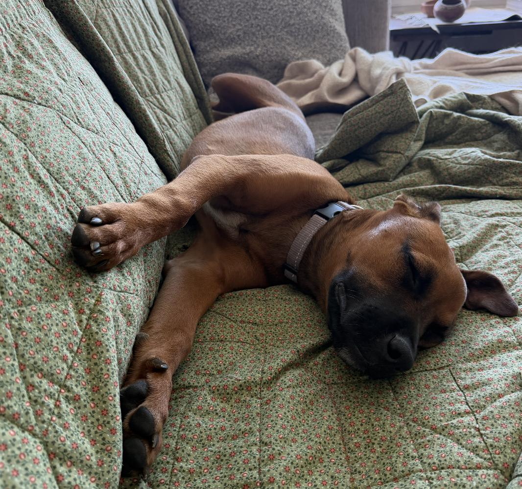 Ruby, an adopted mixed breed in Burbank, CA image 2/6