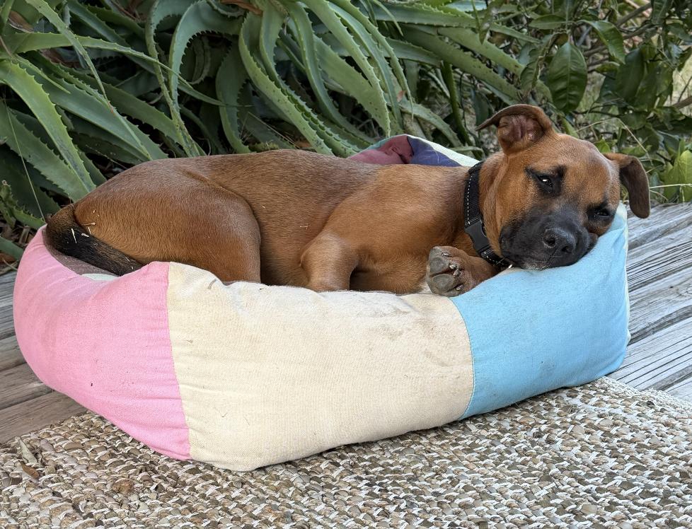 Ruby, an adopted mixed breed in Burbank, CA image 3/6