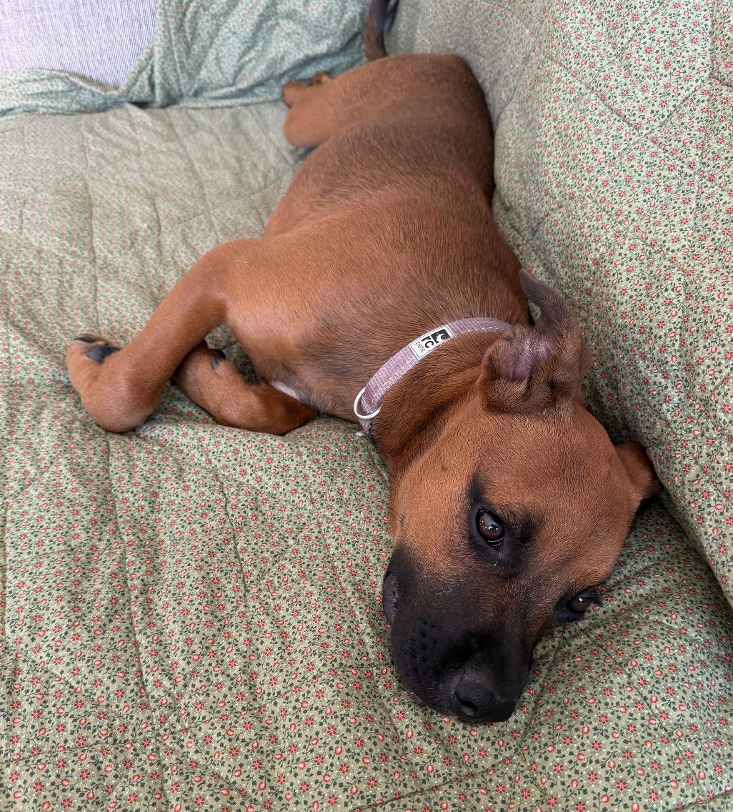Ruby, an adopted mixed breed in Burbank, CA image 5/6