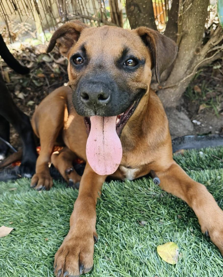 Ruby, an adopted mixed breed in Burbank, CA image 4/6