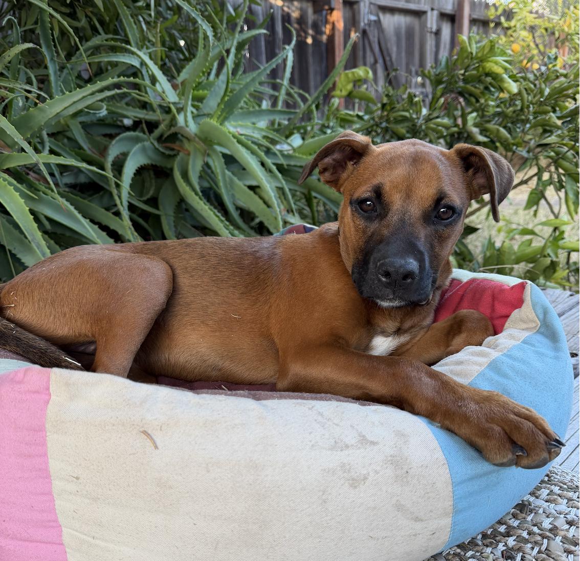 Ruby, adopted, Puppy Female Rhodesian Ridgeback & Boxer.