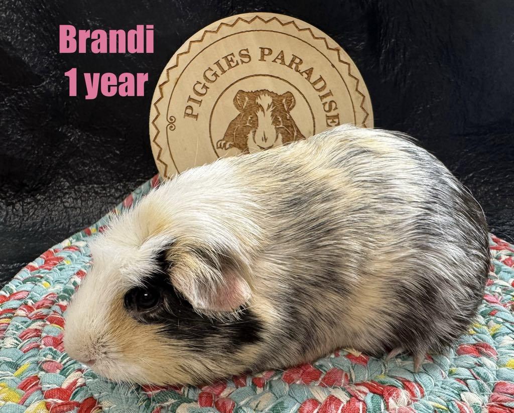 Brandi, Adult Female unknown