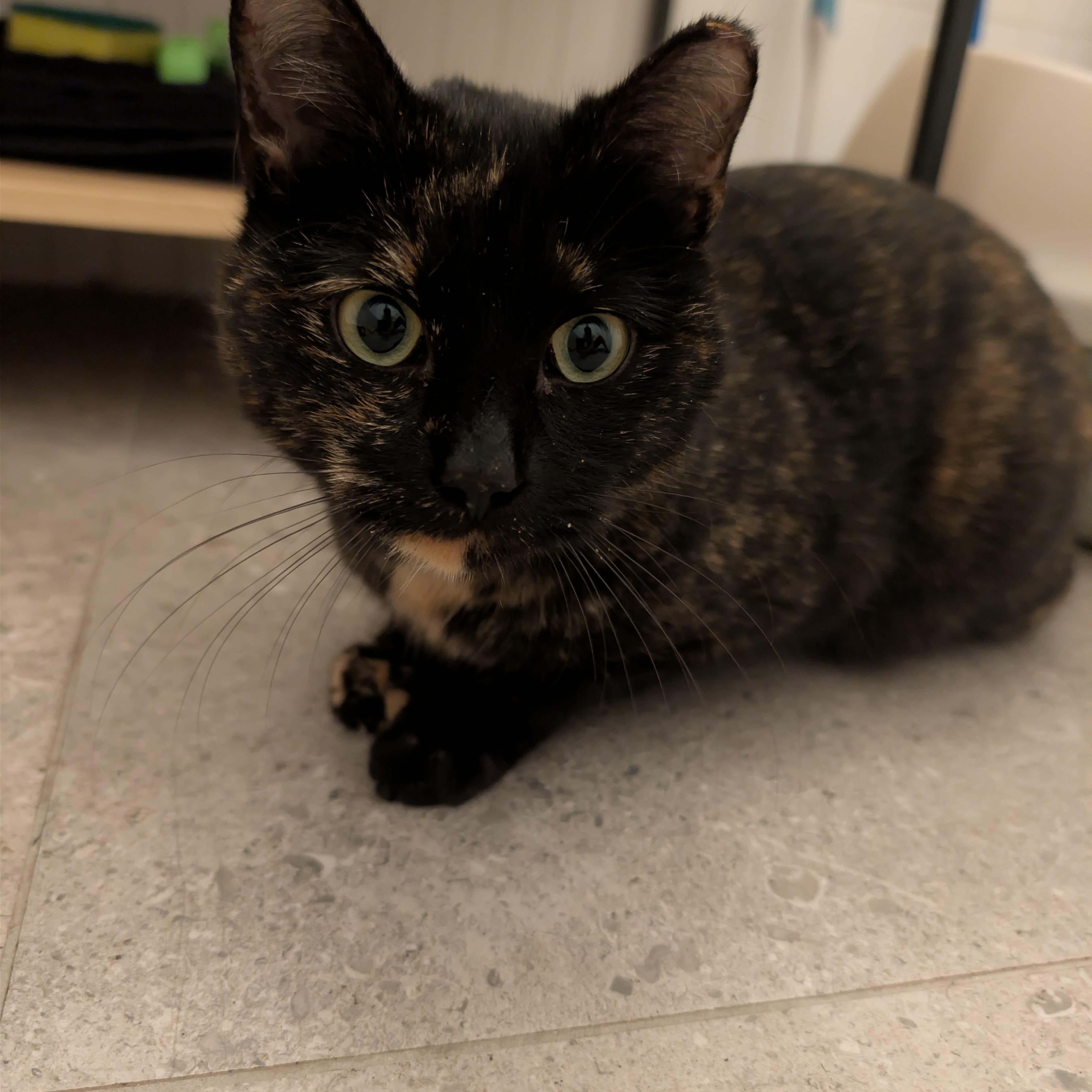 Petunia, a Adoptable American Shorthair in Weehawken, NJ image 3/5