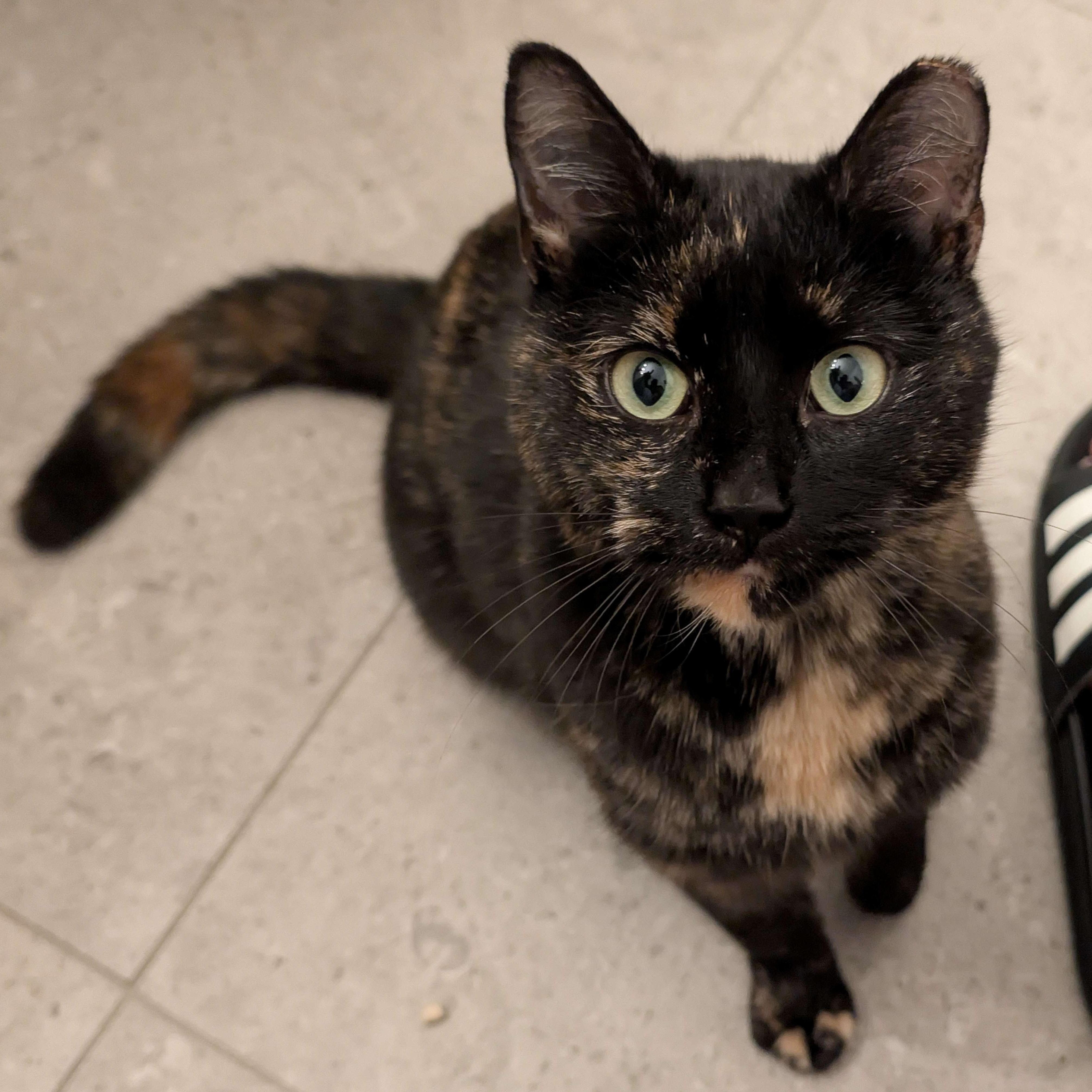 Petunia, a Adoptable American Shorthair in Weehawken, NJ image 1/5